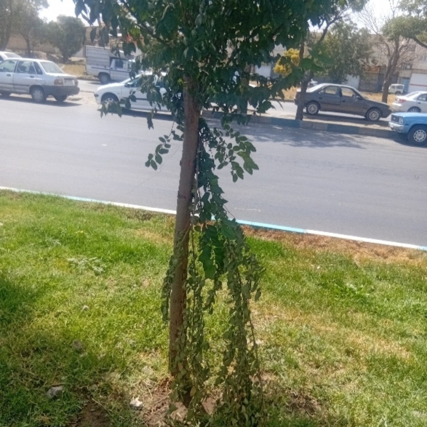 کاور رویای تو بود
